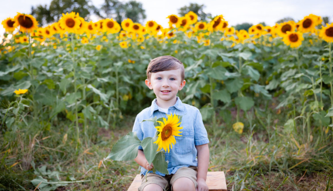 Fall Sunflowers|Gray Apple Market|York, PA