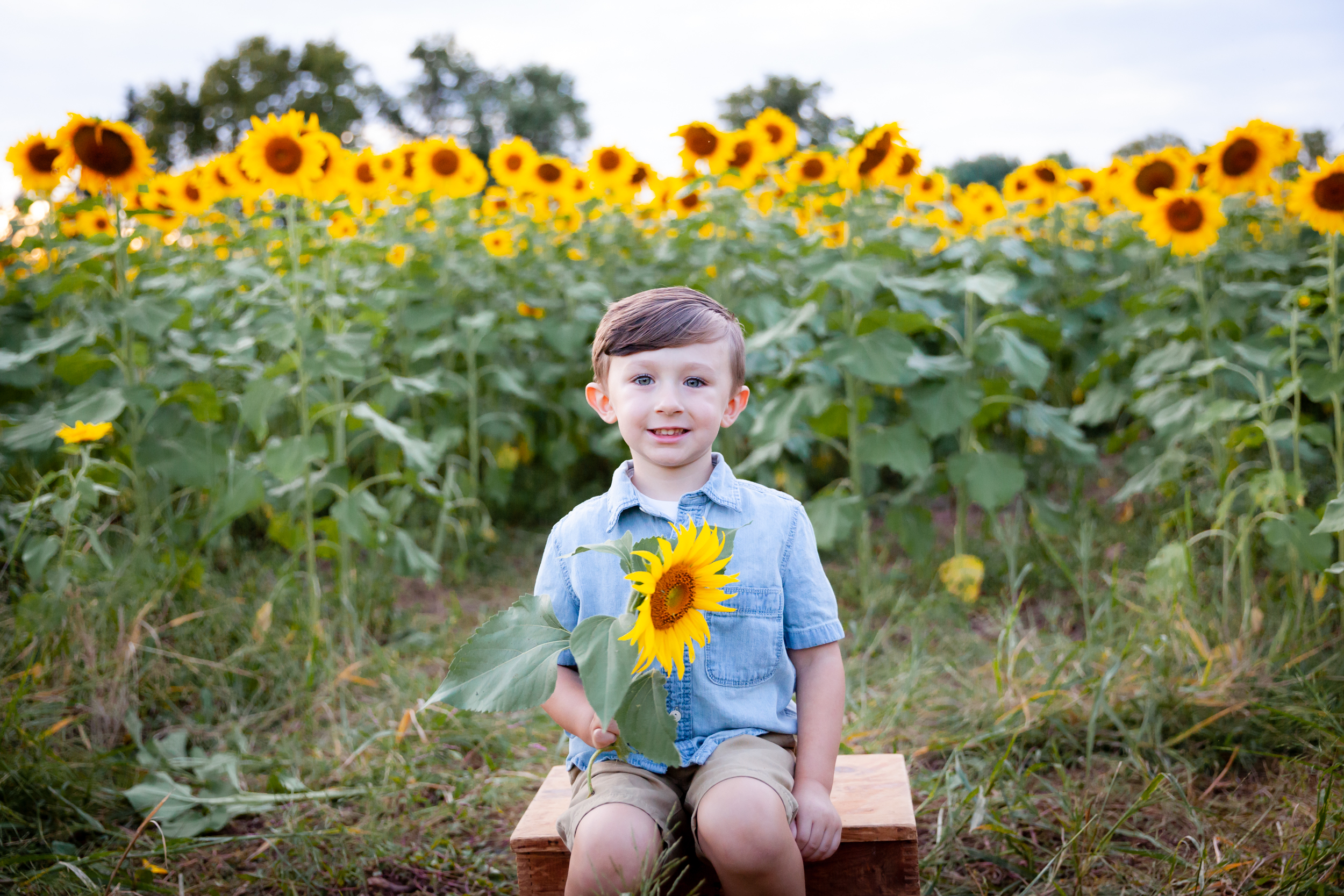 Fall Sunflowers|Gray Apple Market|York, PA