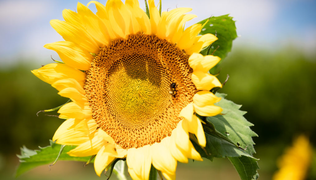 Wildflowers & Sunflowers – Flinchbaugh’s Orchard|York, PA