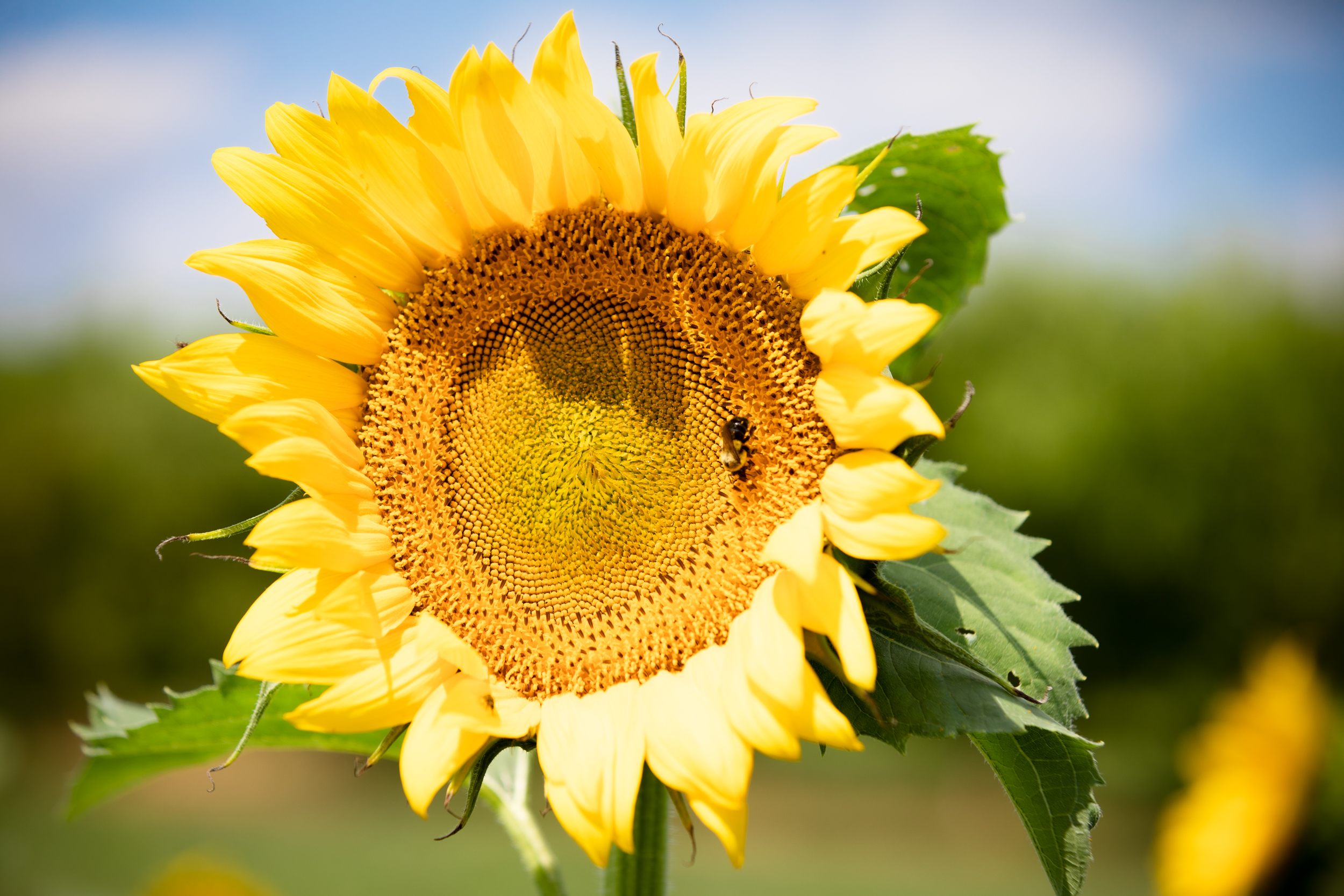 Wildflowers & Sunflowers – Flinchbaugh’s Orchard|York, PA