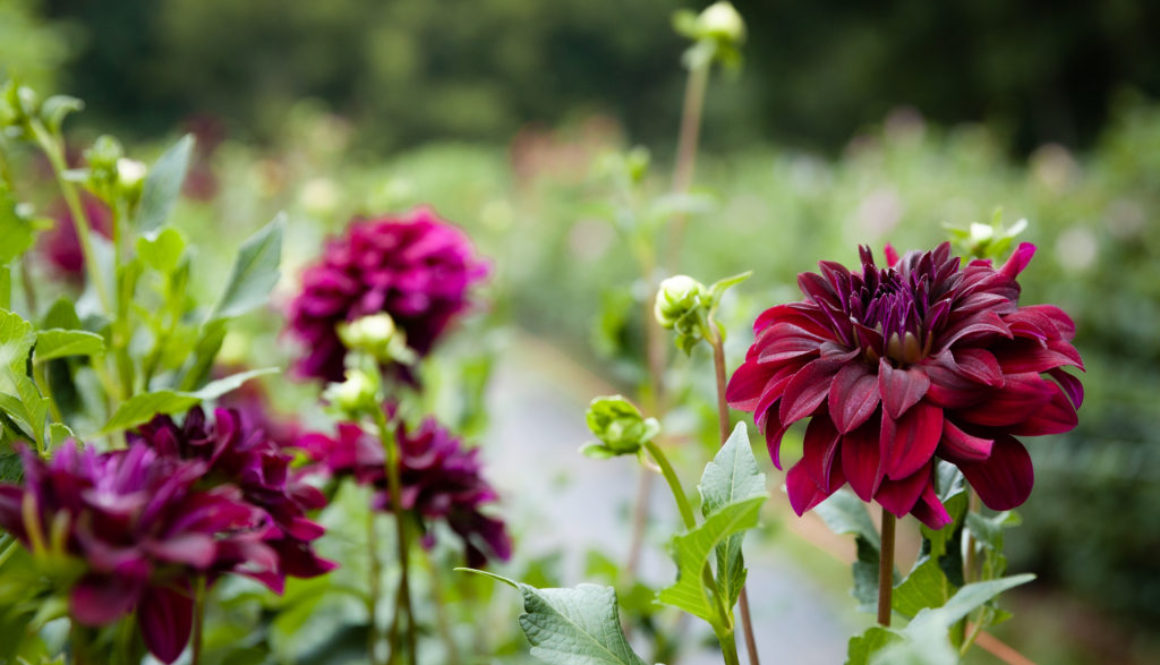Flower Field Minis – Terra Farms|Spring Grove, PA