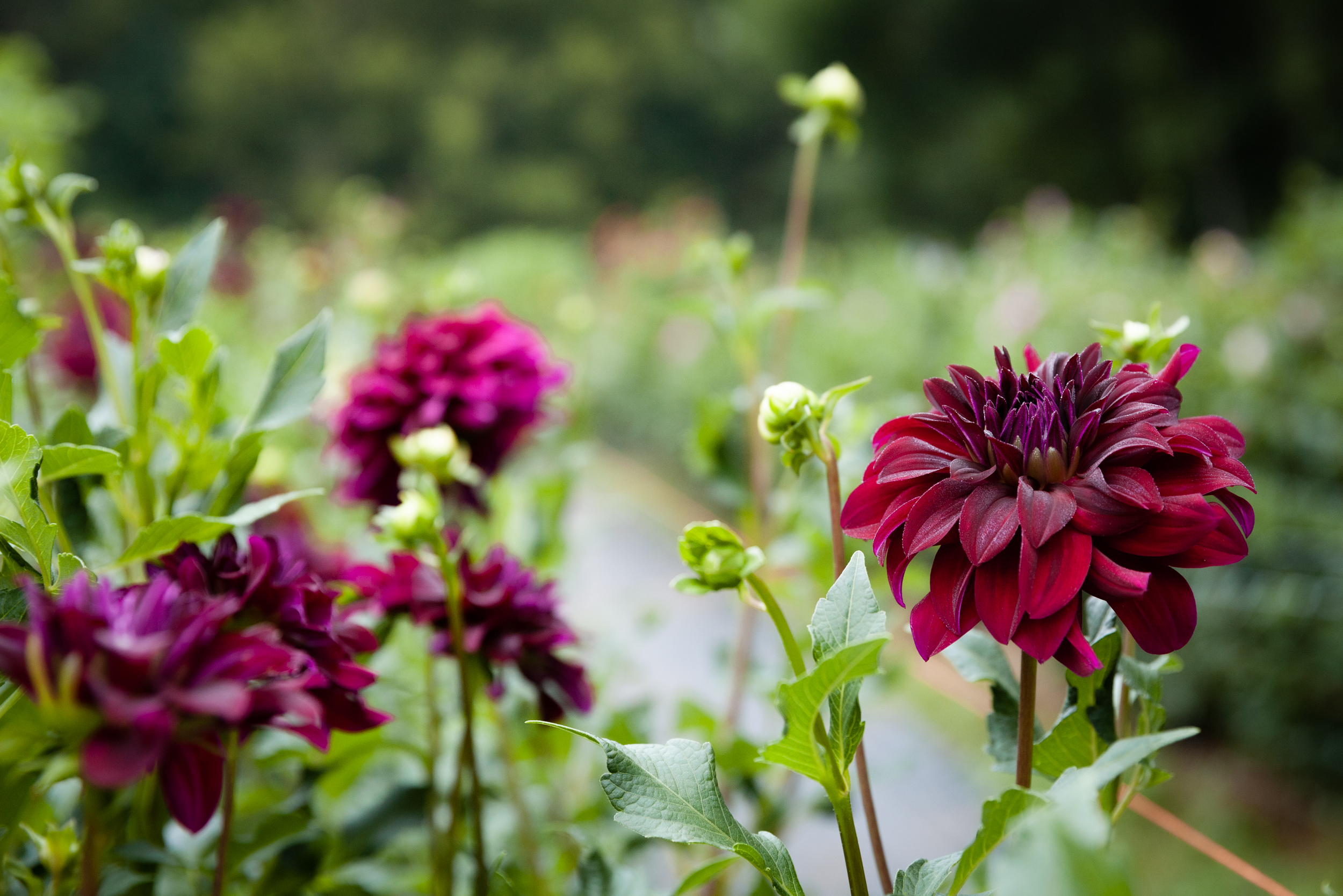 Flower Field Minis – Terra Farms|Spring Grove, PA