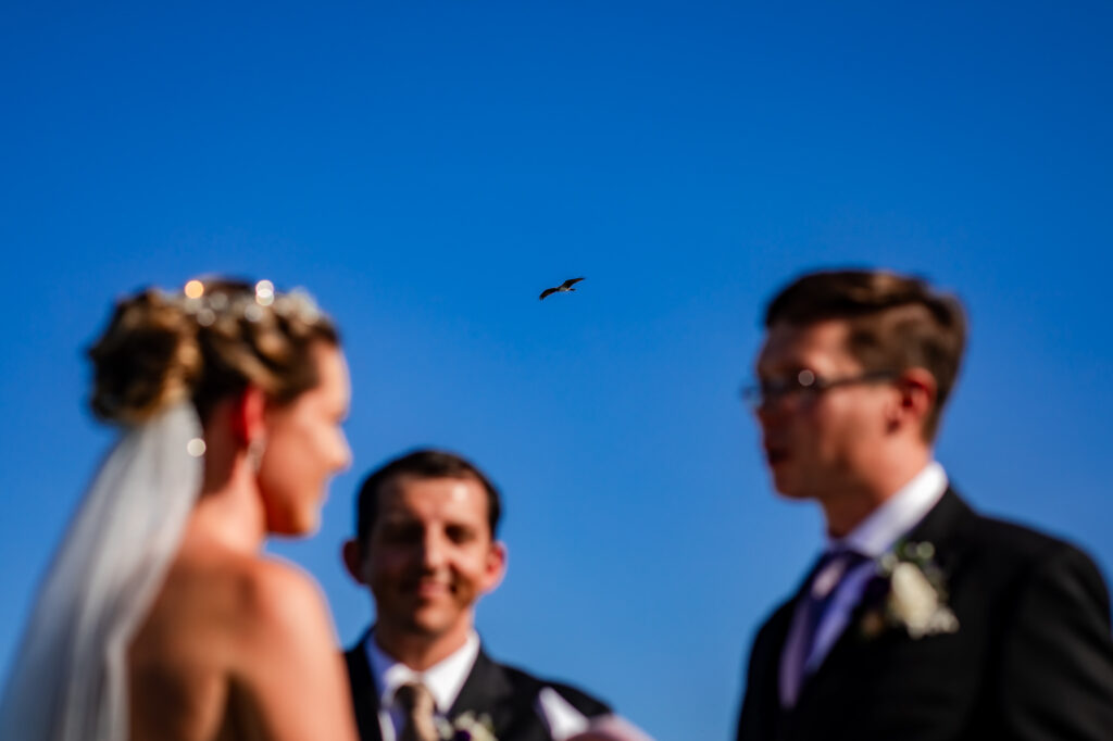 Osprey flying over wedding ceremony